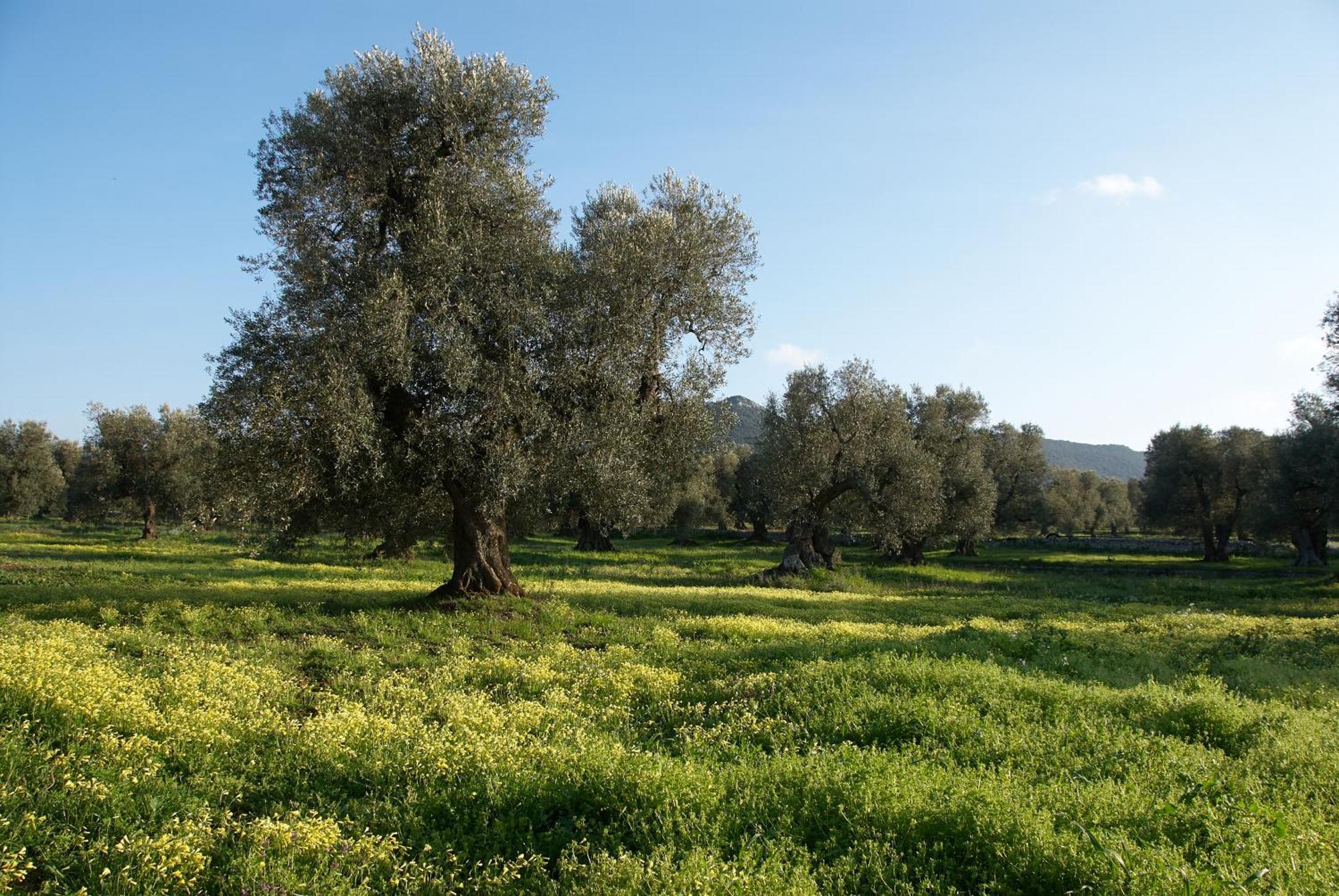 Minicasa Nella Natura, Con Piscina A Due Passi Ostuni Zewnętrze zdjęcie