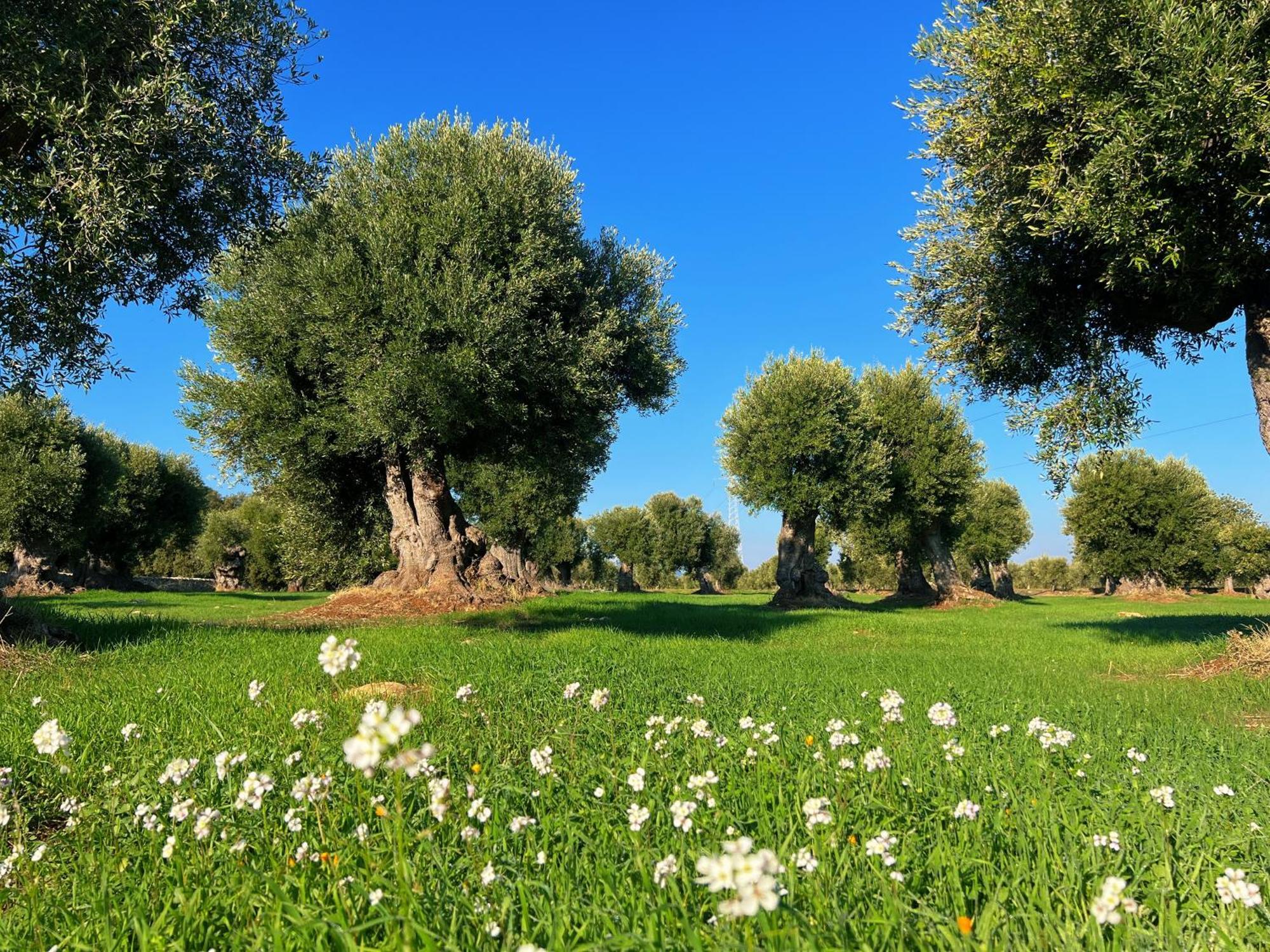 Minicasa Nella Natura, Con Piscina A Due Passi Ostuni Zewnętrze zdjęcie
